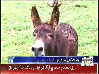 India gave an award to the donkey ..Lol