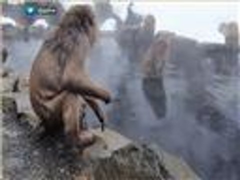 قرود الجبال رواد ينابيع المياه الساخنة باليابان