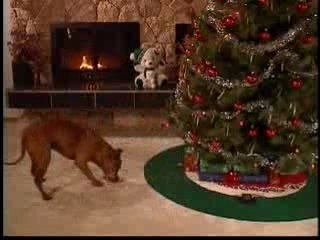 Scat Matt Video (Short Version)