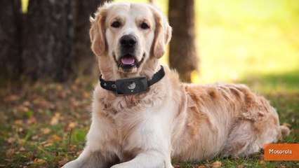 Gadgets and Wearables for Your Pet Showcased at 2015 CES