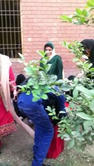 Assi uni Shadi