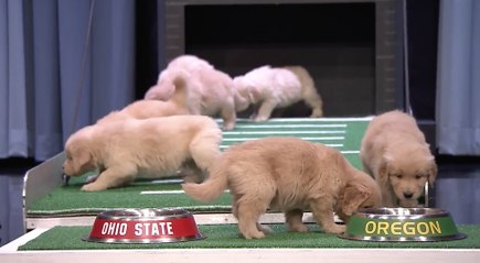 Jimmy Fallon Uses Puppies To Predict NCAA National Championship