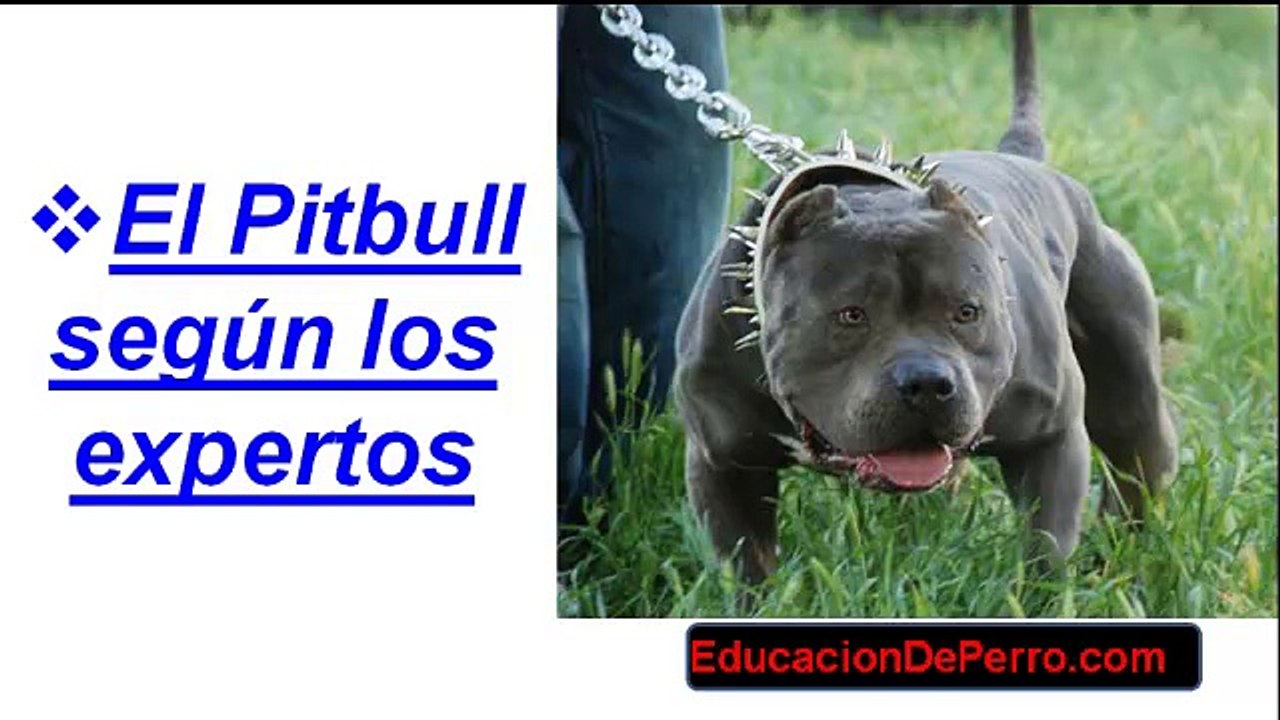 Como Educar a Un PitBull Complemento