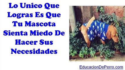 Cómo Enseñar a Tu Perro a Ir Al Baño