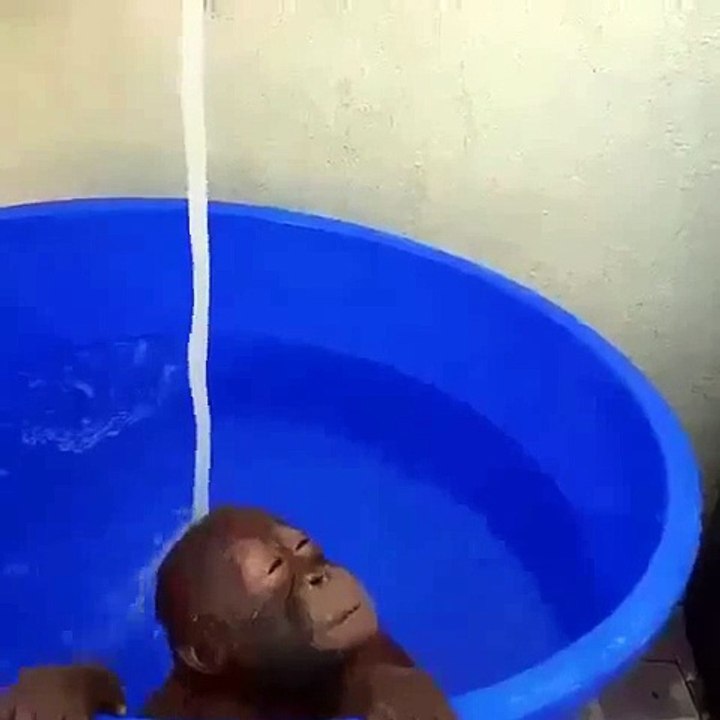 Un bébé Chimpanzé se fait couler un bain et à l'air d'adorer ça