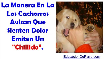 Como Entrenar A Un Cachorro Para Que No Muerda