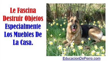 Adiestrar Pastor Alemán - EducacionDePerro.com