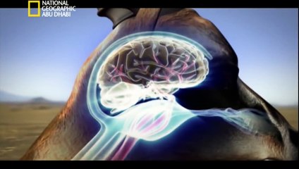 ‫وثائقي  - أنا وحش - الفهد الصياد HD‬‎