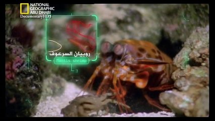 ‫وثائقي - أسلحة البراري - صدمة وخوف HD‬‎