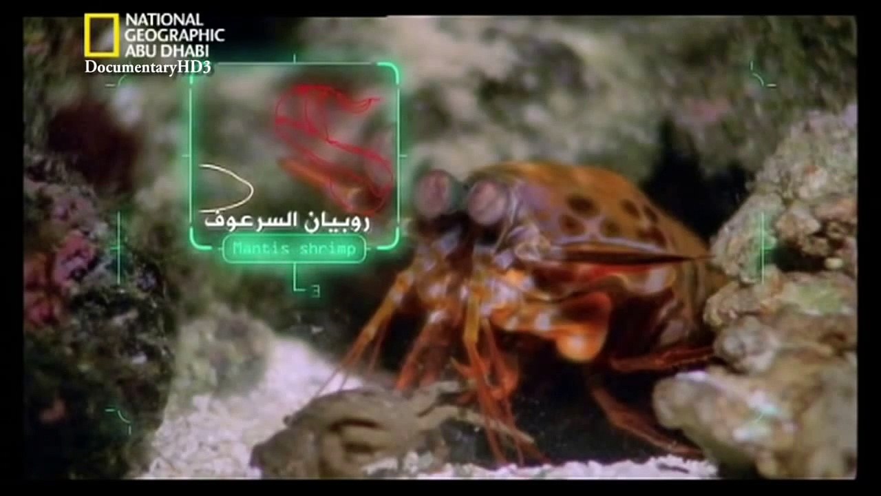 ‫وثائقي - أسلحة البراري - صدمة وخوف HD‬‎