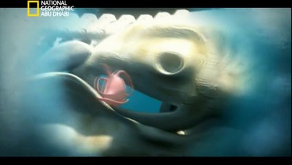 ‫وثائقي  - أنا وحش - القرش الأبيض HD‬‎