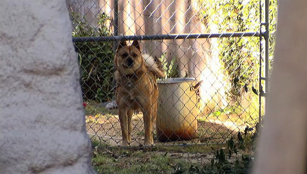 Köpeklere Fısıldayan Adam: Çılgın Dauna ve Bufordun Randevusu