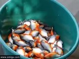This is How they Fish Piranhas in Brazil