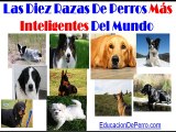 Perros Más Inteligentes - EducacionDePerro.com