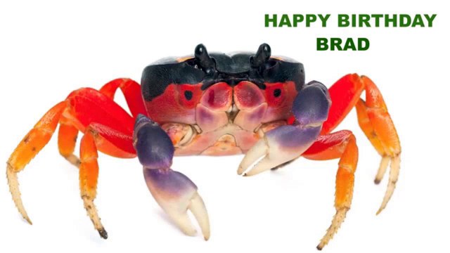 Brad Animals Animales - Happy Birthday