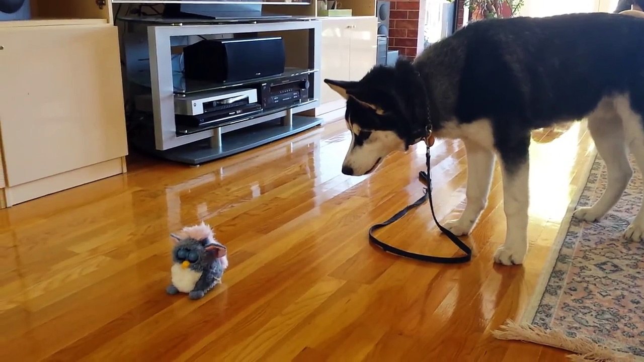Funny Siberian Husky Puppy Scared by a Talking Toy - Dailymotion Video