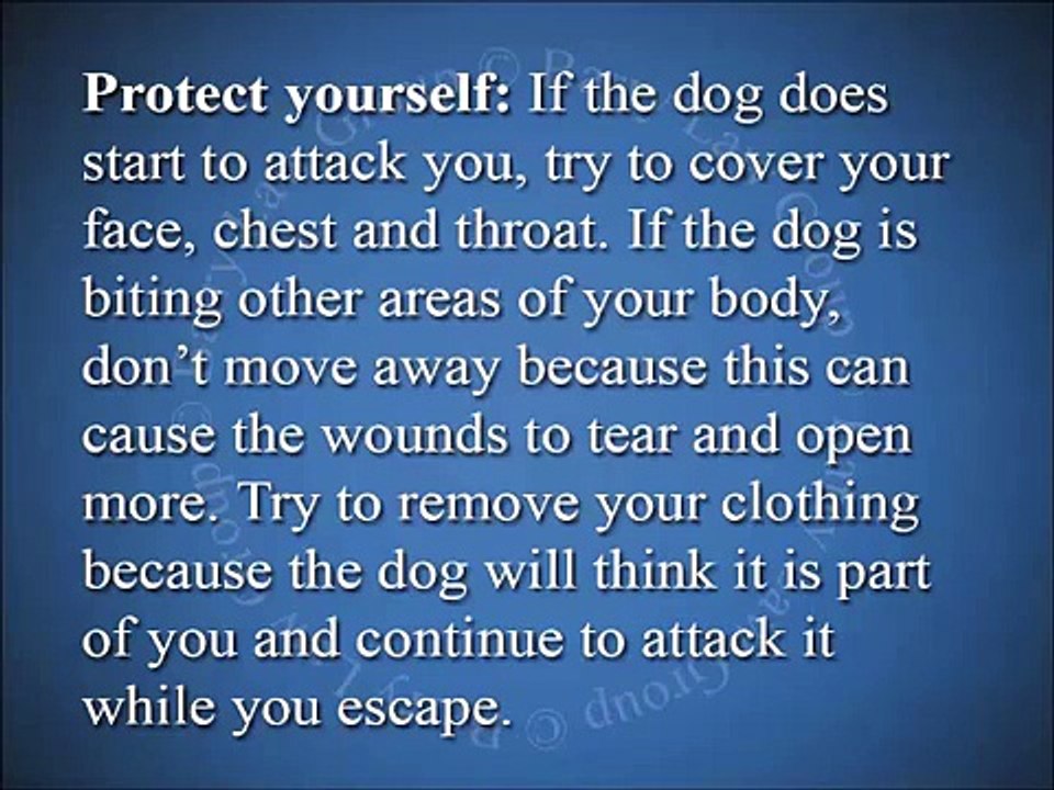 6 Tips For What To Do When A Dog Attacks