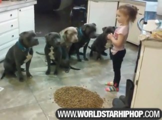 Obedient Pitbulls Gather Around Little Girl For Lunch