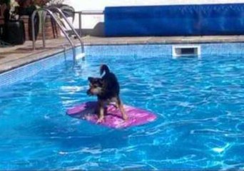 Surfer Dog Perfects the Way to Cross a Pool