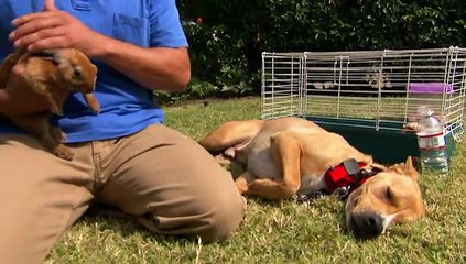 Köpeklere Fısıldayan Adam: Hayvan Katili ve Obur Matilda