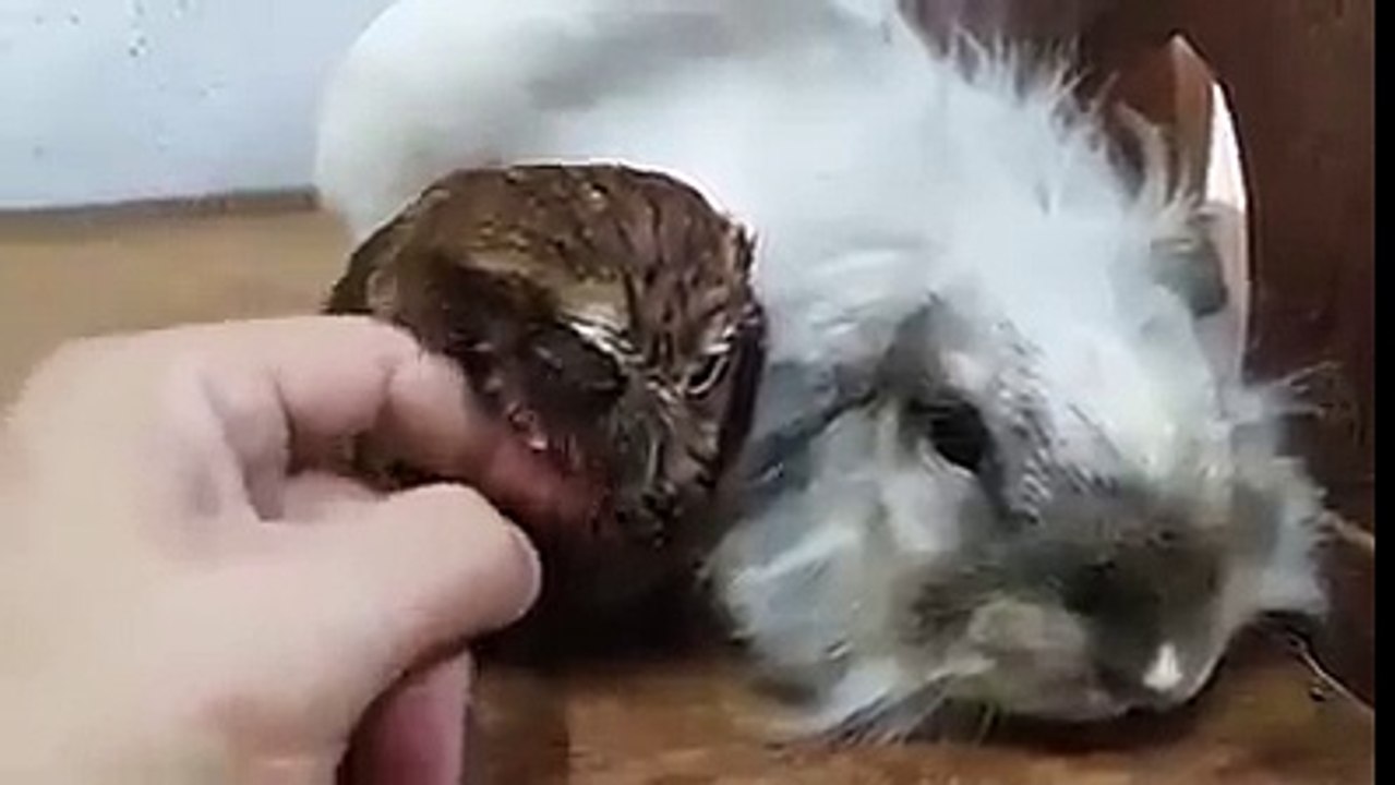 Owl And Bunny Making A Nap