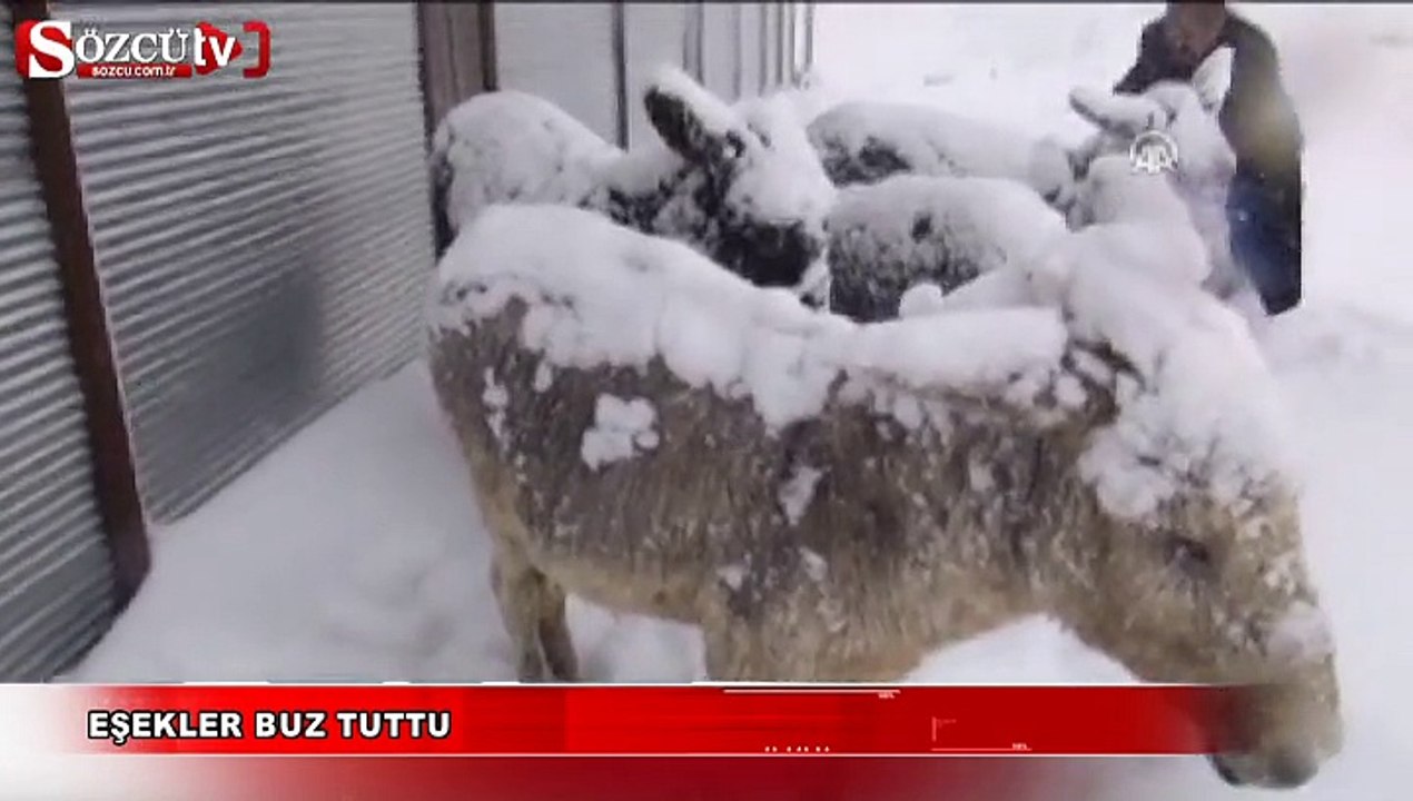 Eşekler buz tuttu
