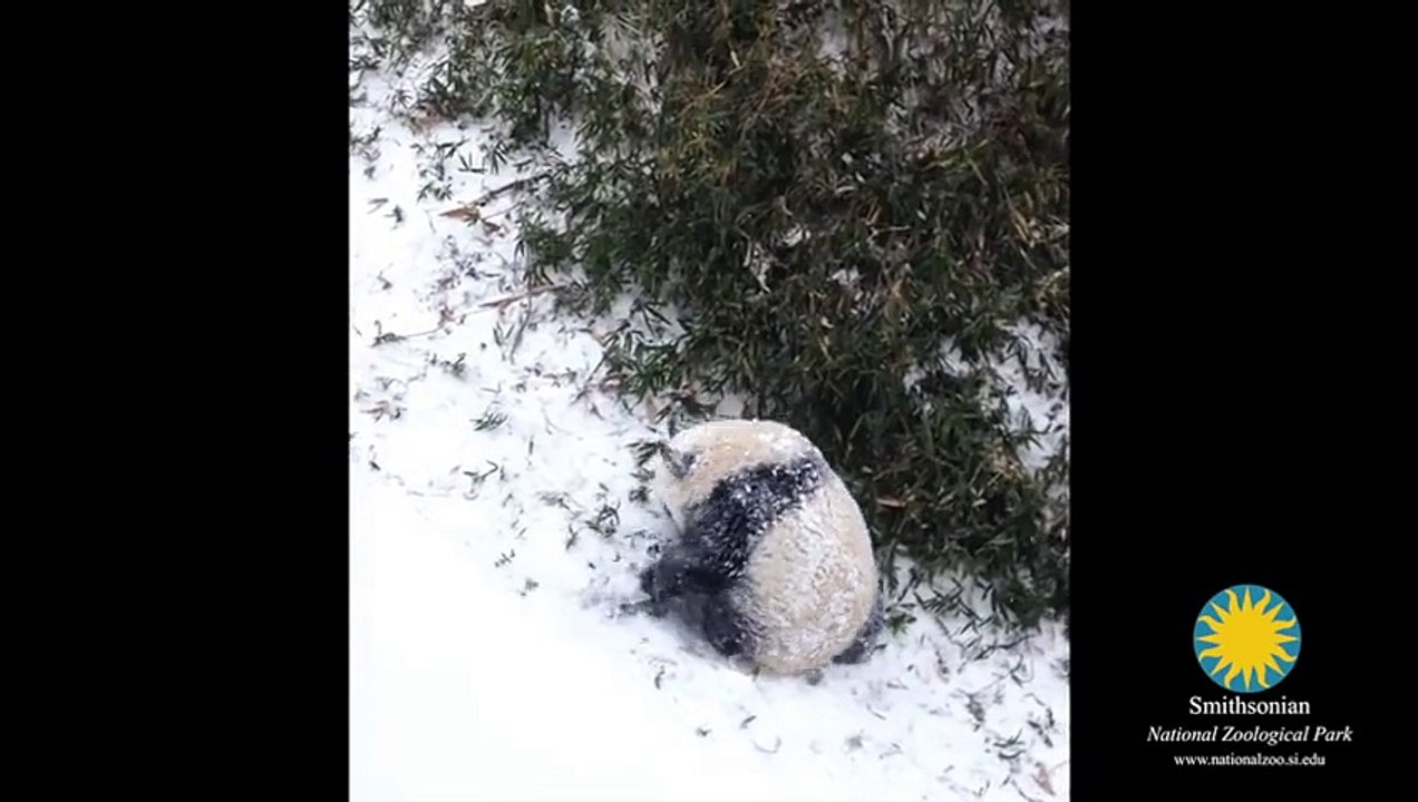 Bao Bao's First Snow Day!