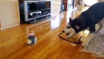 Funny Siberian Husky Puppy Scared by a Talking Toy