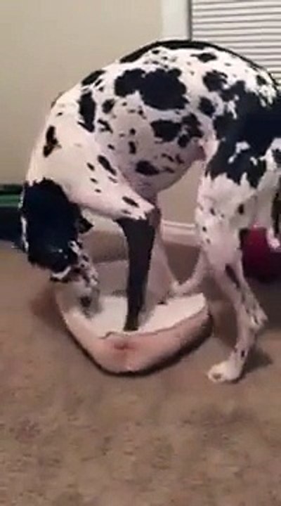 Great Dane Too Big for Bed
