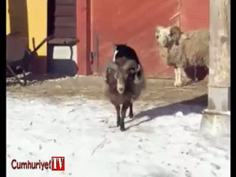 Koç üstünde seyahat eden kedi