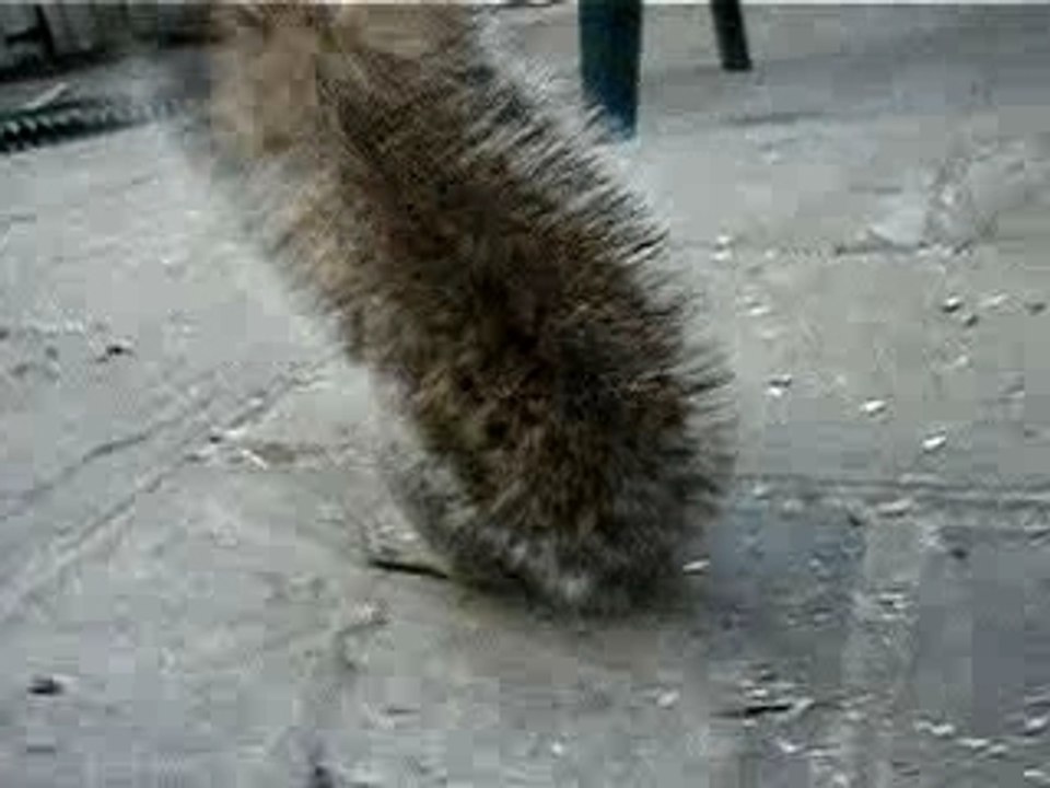 Sammy Squirrel