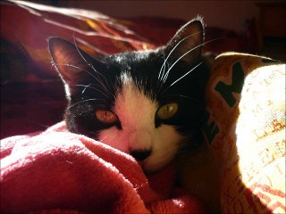 Exceptionnel !! Une petite minette se bat pour retrouver sa mobilité !!