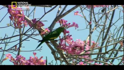 ‫وثائقي - وجهات برية - البرازيل - برية بانتانال HD