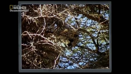 ‫وثائقي - الأسد في مواجهة الفهد الصياد HD‬‎