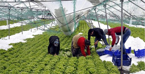 Sert Kış Şartları Sebzeleri Dondurdu Tehlike Kapıda