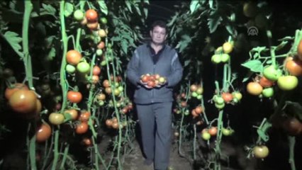 Narenciye Ürünlerine Zirai Don Tehdidi