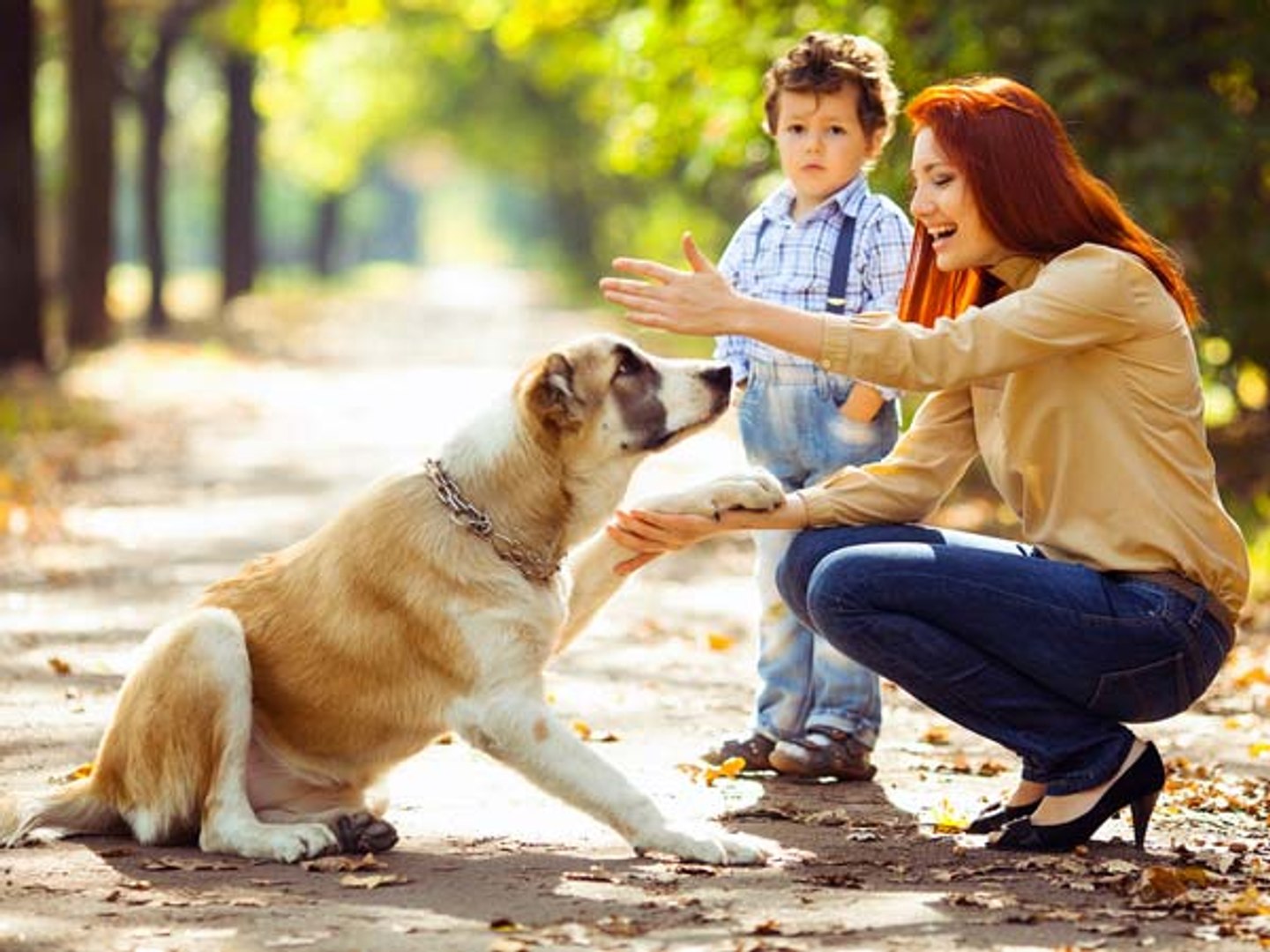 ⁣Dog Behaviour Training Sydney | Dog Problems Sydney | Dog Training Sydney