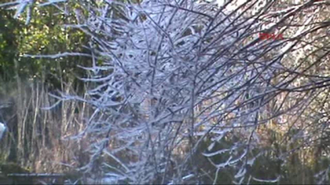 Muğla Ortaca, Köyceğiz ve Dalaman' da Zirai Don