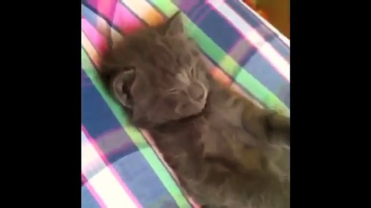 Funny Cats - Funny Animals - Funny Moments - Funny Cat Vines