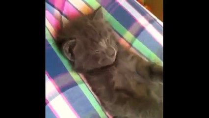 Funny Cats - Funny Animals - Funny Moments - Funny Cat Vines