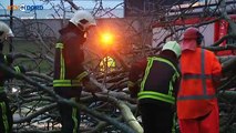 Boom waait over weg in Stadspark Groningen (2) - RTV Noord