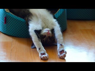 스포츠토토♀♀♀ＢＵ２Ａ．ＣＯＭ♀♀♀스포츠토토추천