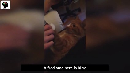 Alfred ama bere la birra