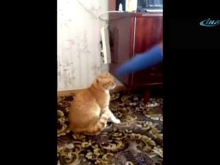 Çıldıran kedi sahibine saldırdı