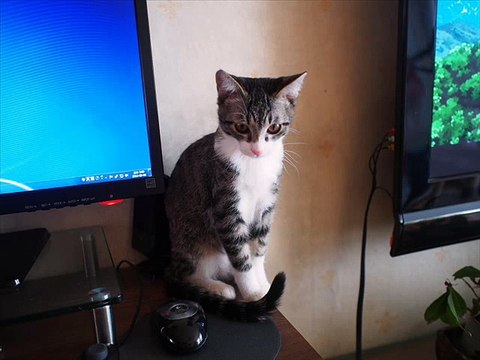 해외축구배당∬∬∬♥ Ａ７ＭＡ．ＣＯＭ ∬∬∬스포츠토토추천 해외배당사이트