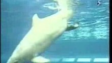 Birth of a baby dolphin in captivity
