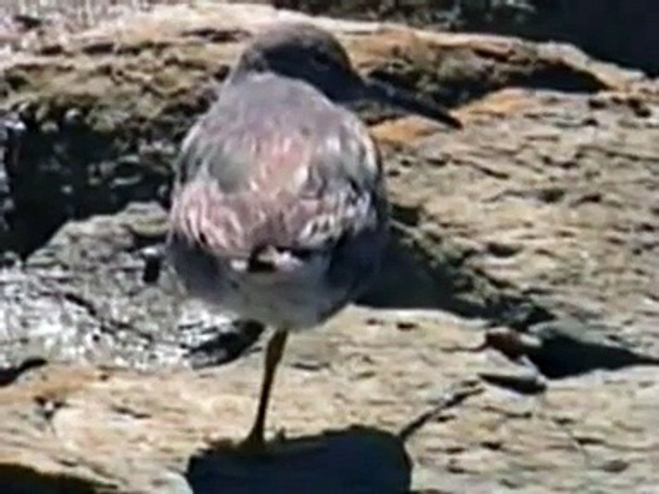 Wandering Tattler