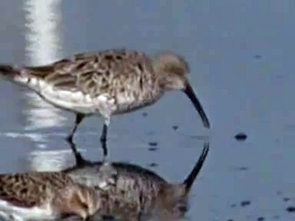 Curlew Sandpiper