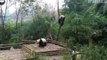 Pandas Battle to Sit Atop Tall Tree