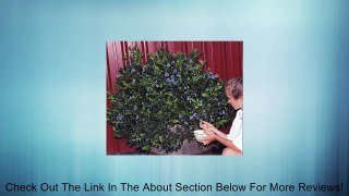 'Northsky' Dwarf Blueberry Plant - 1 to 2 lbs. per Bush - 4
